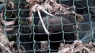 Observing the young rescued Tayra's behavior - Day 02