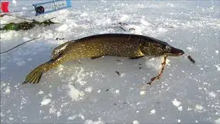 Catching Pike Through the Ice! 1/10/2019