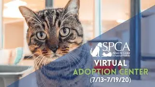 Virtual Cat & Dog Adoption 7/13/20 - 7/19/20