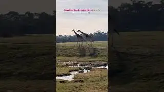 Werribee Zoo 🐘🦒       #minivlog #shorts #shortsfeed #wildlife #australia