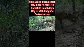 Tigers Attack Cow #animals #wildlife #vs
