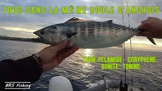 Bonite pelamide sur chasse en méditerranée