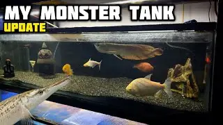 My Mini Monster Fish Tank Update | Feeding My All Predator Fish - Imran's World