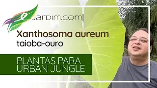 Xanthosoma aureaum / taioba-ouro - Plantas para Urban Jungle | S&iacute;tio E-Jardim