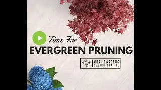 Pruning Evergreens Garden Seminar