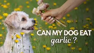 Garlic and Dogs: Separating Facts from Myths