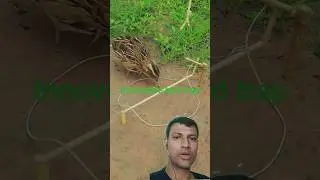 Innovative bird trap #innovativebirdtrap #birdtrappingideas #diybirdtrap
