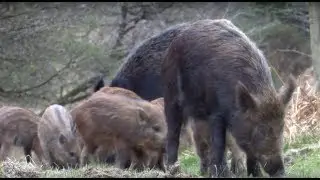 Wild Boar - The British Mammal Guide