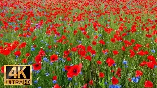 Poppy Flowers and Cornflowers