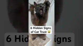 Does Your Cat Really Trust You? These 6 Clues Reveal Everything 🐾