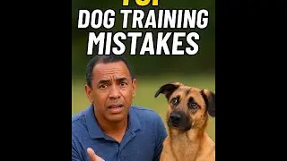 Why Your Dog Might Hate You! 5 Common Training Mistakes Short