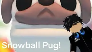 This is how to you get the snowball pug in adopt me￼!