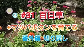 #31 百日草+マツバボタンを育てる 番外編切り戻し／8月上旬～8月下旬