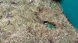 A True French Drain Does Not Need Inlet Drains for Surface Water