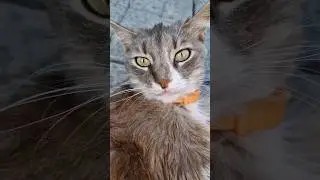 #shorts #cat #cats #catfancy #cutecat