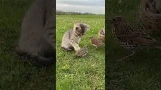Kitten Gently Plays With a Baby Bird 🥹