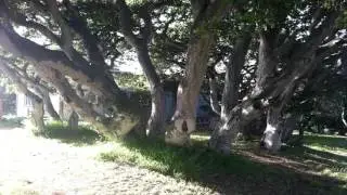 Prunedale House For Rent near Monterey Naval Postgraduate School - MilitaryForSaleForRent.com