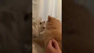 Two Small Dogs Growl at Each Other#dogs #growlingdogs #dogantics #playfulpets