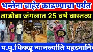 ताडोबाच्या जंगलातील भन्ते न्यानज्योती यांना जंगलातून बाहेर काढण्याचा प्रयत्न।cwc news पोहचली ताडोबात