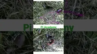 Crickets Locating & Tracking