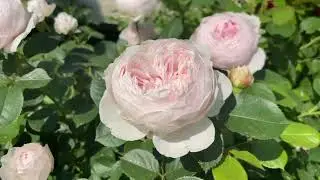 A look at Earth Angel rose by Kordes