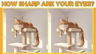 🔍 Spot the Difference: Maine Coon Moments Part 2 (Find 3 Differences!) 🐈🐾