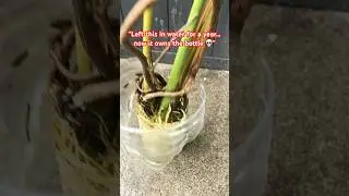 Water rooting gone wild. #RootMadness #PlantLife #IndoorJungle #Rooted #GreenTherapy