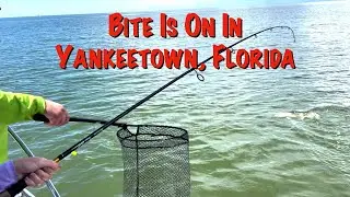 FISHING YANKEETOWN FLORIDA | MANGROVE SNAPPER | RED DRUM
