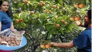 Chikku Harvesting | Fresh Sapota from Farm #food #tulunadu #sapota