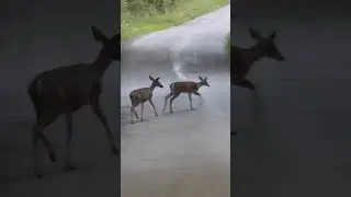 Road Kill #2025 #nature #wildlife #deer