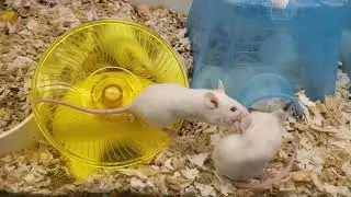 Love Mice at Petco