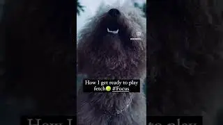 How I get ready to play fetch🎾#ball #fetch#puppy #motivation #dogshorts