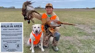 Epic Public Land Pheasant Hunting! (CATCH CLEAN COOK)