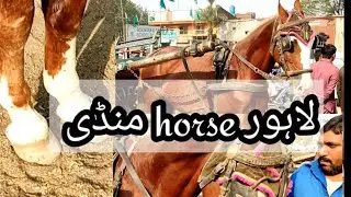 horse for sale in lahore horse mandi by nawaz horse wala