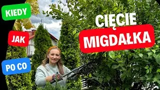 Przycinanie Migdałka na pniu