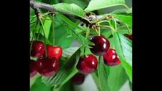 Maladies de l&rsquo;arbre de cerisier