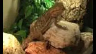 Bearded dragon eats four locusts + slowmotions of her actions