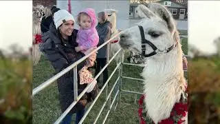 Рождество Стюардсона в городке одной коровы