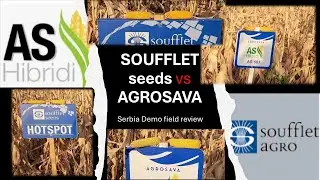 Soufflet seeds is better than Agrosava? Corn Demo field in Serbia. Selection of good hybrid #serbia