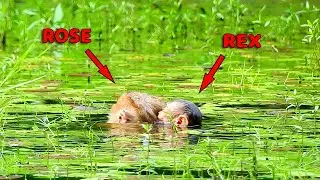 Find Result...| The sixth time mom Rose continue training baby Rex in deep water, What happen...?