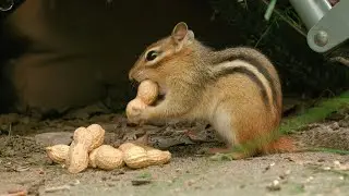 Chipmunk Cheeks: The Perfect Storage Solution - The Peanut Power-Up 🥜 