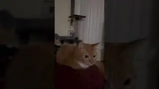 Gato boing boing. Gato rebotando. Bouncing cat. #shorts #cat #bouncingcat