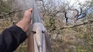 chasse a la bécasse janvier 2026 avec deux pointer   HD 1080p