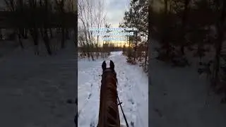 ❄️🌨️☃️ #horse #horses #pony #rider #riding #equestrian #horseriding #cheval #pferde #hest #winter