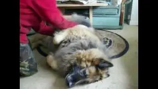 dog belly rub