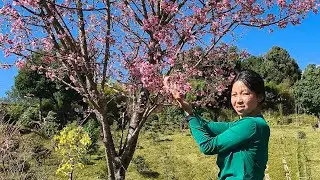 Indu Rai(Limbu) is live