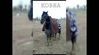 КОБРА УЛДИ!!! Қамаши кобра энди юқ Сиз кутган ЯНГИ қушиқ ва клип