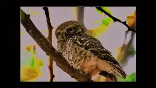       Birds Pune Maharashtra. ! 