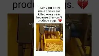 What Happens to Male Chicks in the Egg Industry? 💔🐥 #shorts