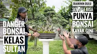 Koleksi Bonsai Sultan, Bang Ardi Lombok Timur #bonsai  #belajarbonsai   #kolektorbonsai #nature 